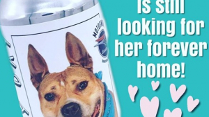 Illustration : Elle retrouve son chien, disparu il y a trois ans, grâce à une publicité pour une bière