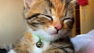Illustration : "Sauvé, ce chaton ne peut plus passer une minute sans ses parents adoptifs"