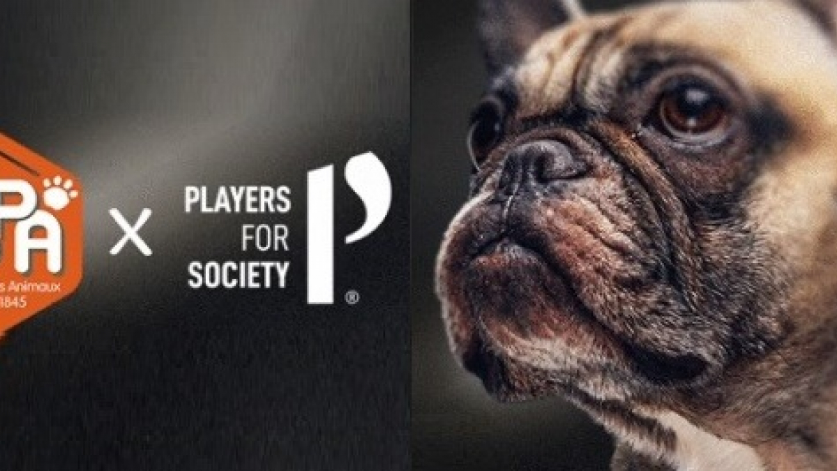 Illustration : "Des footballeurs montent un collectif pour encourager l’adoption d’animaux dans les refuges"