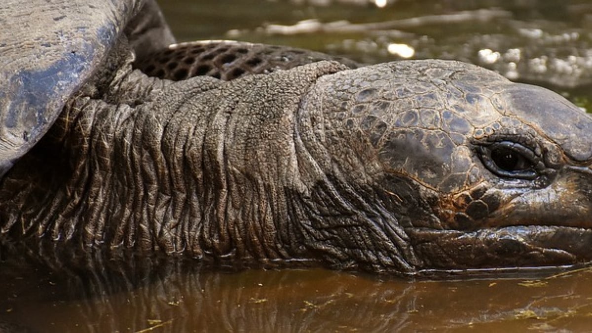 Illustration : "Une expédition dans les Galápagos découvre 30 tortues appartenant à des espèces disparues"