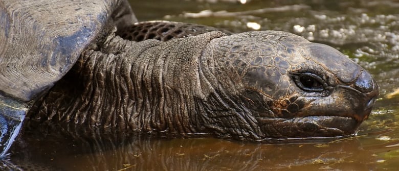 Télécharger gratuitement Images Dans Le Var Les Tortues Commencent A Sortir Prematurement De Leur actualisé salutations
