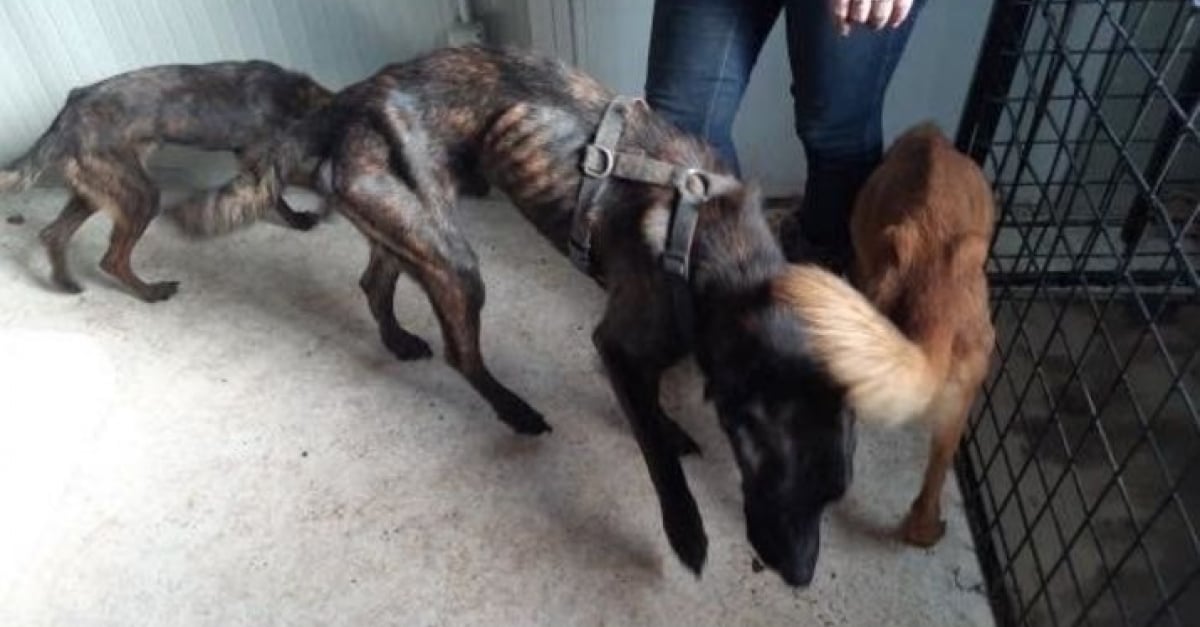 La SPA sauve 7 chiens dans un élevage dans les Vosges