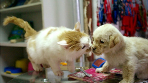 Illustration : "16 chiens et chats qui débordent tellement d'amour qu'ils ne savent plus quoi en faire !"