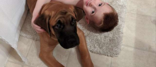 Illustration : "Pour ne pas abandonner son jeune maître, ce chien n'hésite pas à se punir lui-même"
