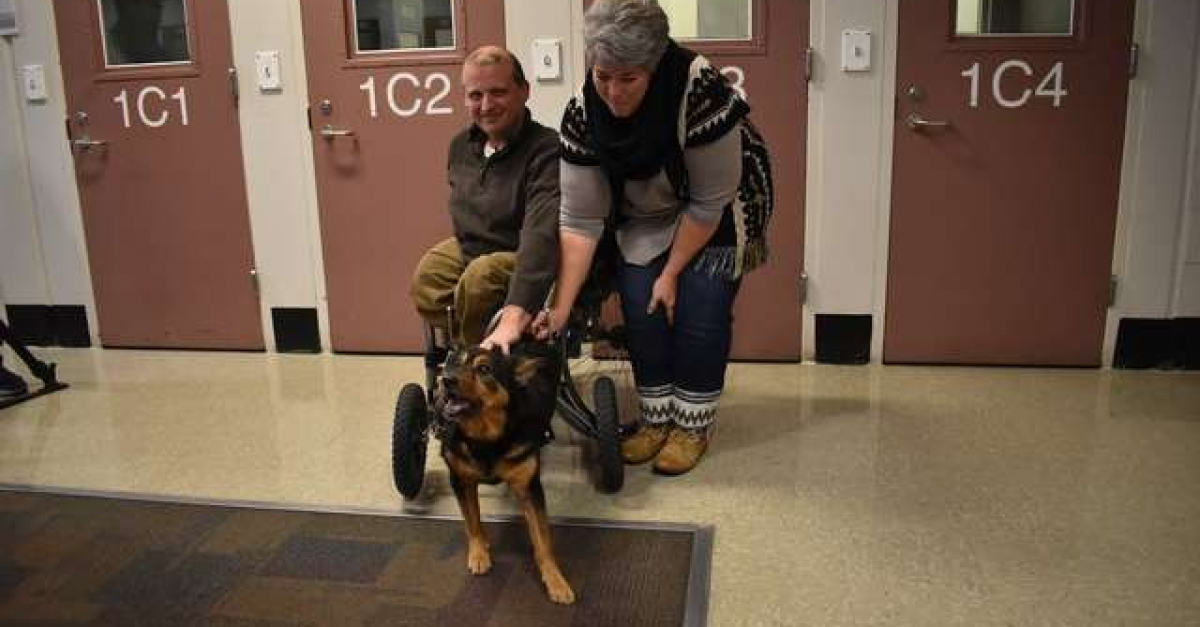 Adopté à 4 reprises et rendu à chaque fois, un chien