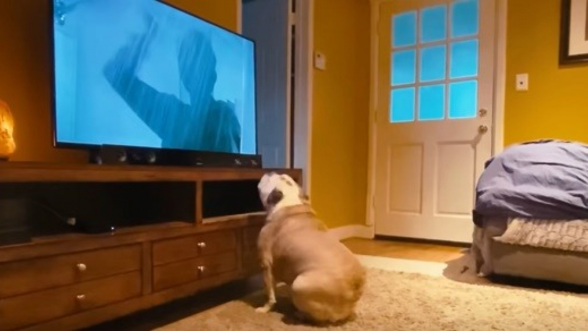 Illustration : "L’adorable réaction d’un chien regardant un grand classique d’Hitchcock"