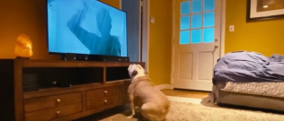 Illustration : "L’adorable réaction d’un chien regardant un grand classique d’Hitchcock"