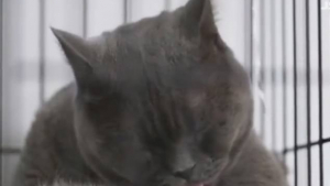 Illustration : "Elle dépense 1 300 € pour la chirurgie plastique de son chat qu'elle juge trop laid !"