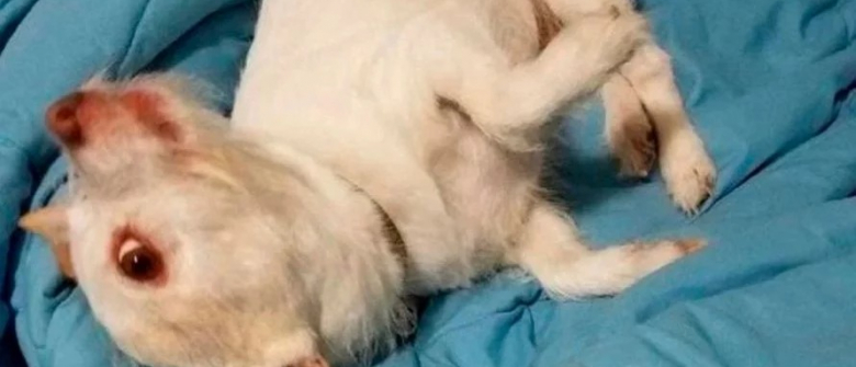 L Illusion D Optique De Cette Image Transforme Un Chien En Un Animal Mutant L Illusion D Optique De Cette Image Transforme Un Chien En Un Animal Mutant
