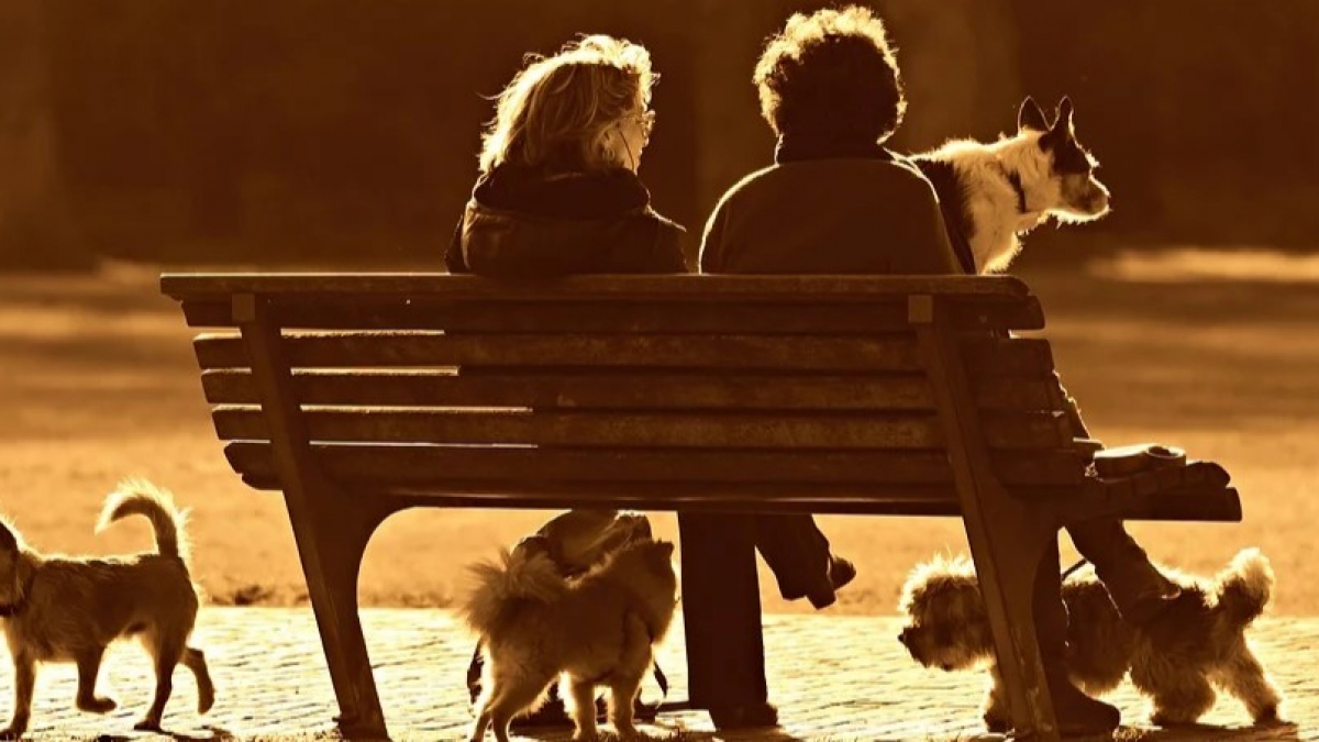 Illustration : "Les Antibois obtiennent l’ouverture d’un parc pour chiens grâce à une pétition"