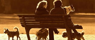Illustration : "Les Antibois obtiennent l’ouverture d’un parc pour chiens grâce à une pétition"