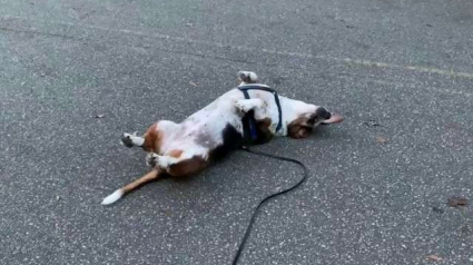 Illustration : À chacune de ses promenades cette chienne s’arrête net au pire des endroits 