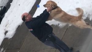 Illustration : "Tous les matins, le facteur s’arrête pour faire un câlin au chien qui l’attend impatiemment"