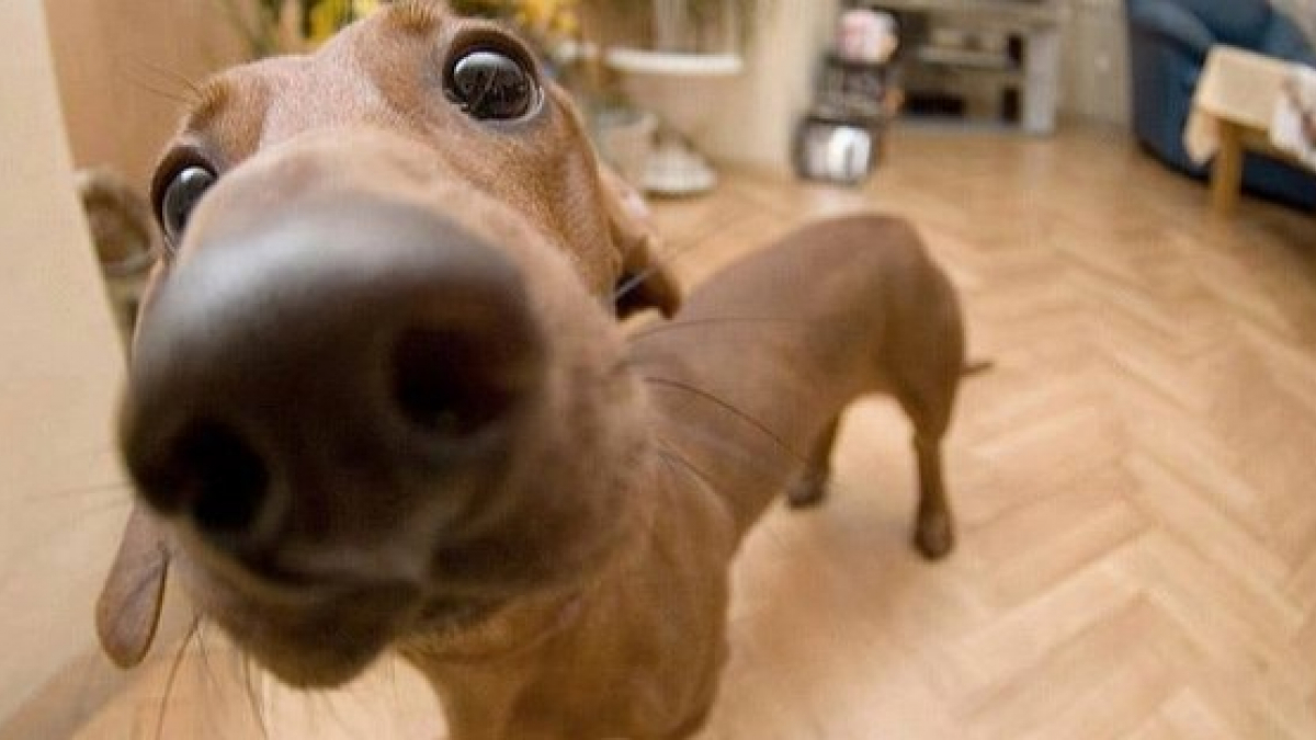 Illustration : "La truffe dans tous ses états : découvrez ces adorables 15 photos de nez de chiens "