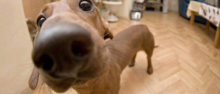 Illustration : "La truffe dans tous ses états : découvrez ces adorables 15 photos de nez de chiens "