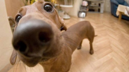 Illustration : La truffe dans tous ses états : découvrez ces adorables 15 photos de nez de chiens 
