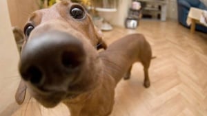 Illustration : La truffe dans tous ses états : découvrez ces adorables 15 photos de nez de chiens 