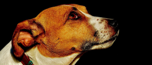 Illustration : "L’homme ayant tué un chien à coups de marteau en décembre dernier convoqué par la police"