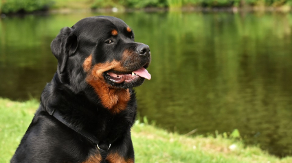 Illustration : Tombé d’une échelle, un septuagénaire se fait attaquer par ses chiens