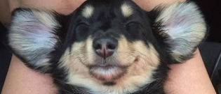 Illustration : "20 photos joyeuses de chiens et chats qui vous aideront à bien commencer la journée"