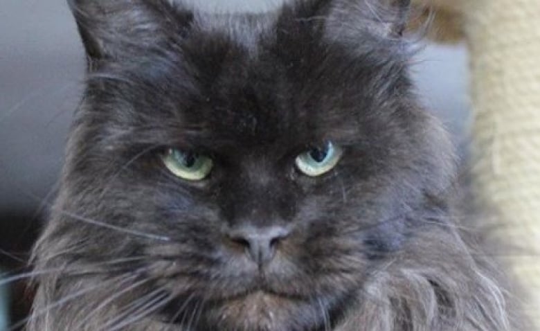 Elle Eleve Des Chats Maine Coon Aux Traits Humains Voici 12 De Leurs Plus Belles Photos