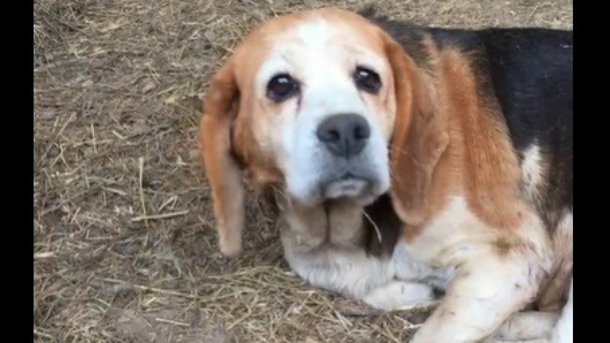 Illustration : "One Voice sauve 16 chiens détenus dans de mauvaises conditions par un chasseur, des dizaines d’autres s’y trouvent encore"