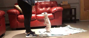 Illustration : "Née avec 5 pattes, ce chiot a vite obtenu le surnom de