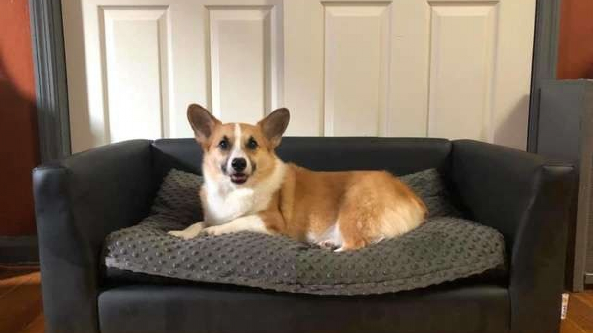 Faut-il autoriser son chien à monter sur le canapé ?