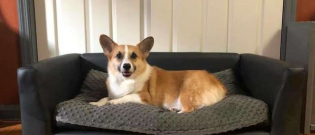 Illustration : "Parce qu'il ne pouvait pas monter sur le canapé les parents de ce corgi ont eu une idée géniale ! "