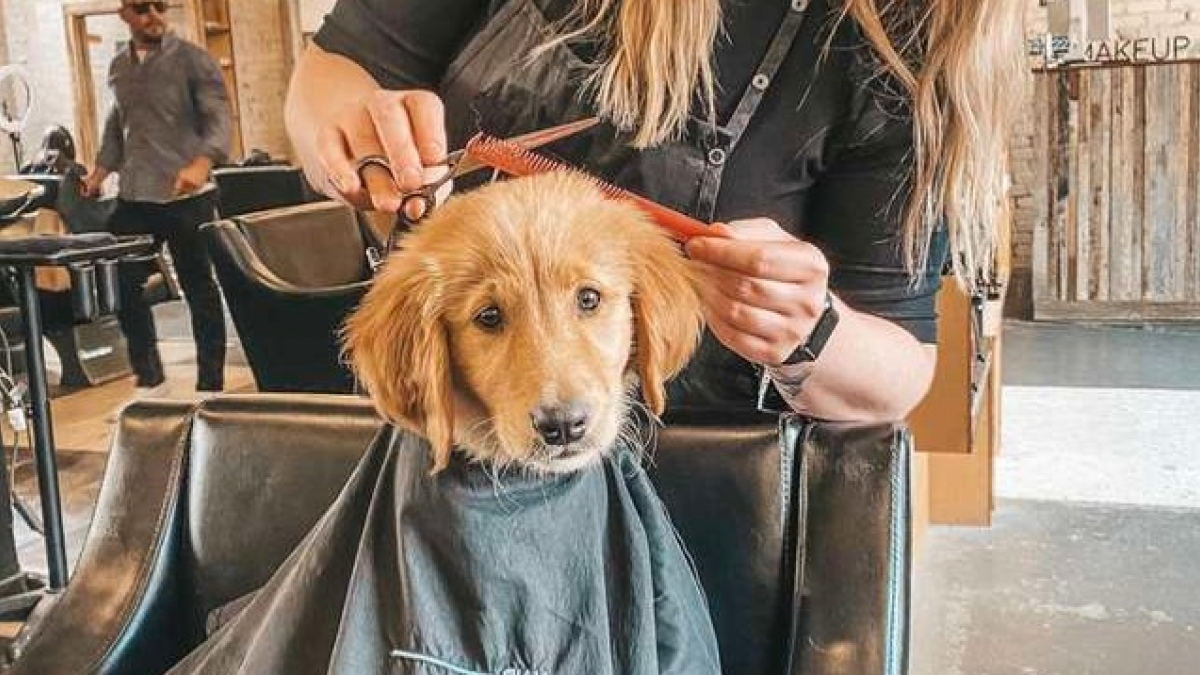 Illustration : "Ce chien se sent tellement bien chez le coiffeur qu'il s'y fait lui même coiffer ! "