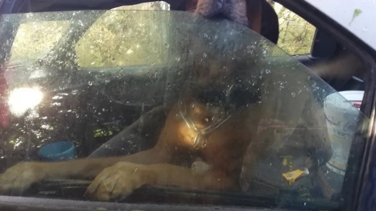 Illustration : "Le chien qui vivait dans une voiture à Brest a été confié à une famille d’accueil"