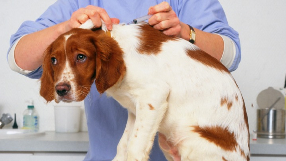Illustration : "Un chien infecté par la rage euthanasié sur l’île de Ré"