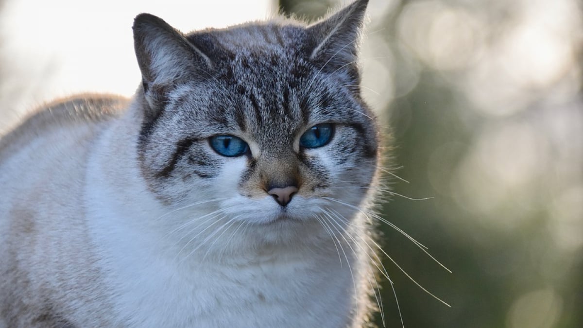 Illustration : "Une chatte disparue depuis 6 ans, retrouvée à 800 km de son domicile"