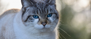 Illustration : "Une chatte disparue depuis 6 ans, retrouvée à 800 km de son domicile"