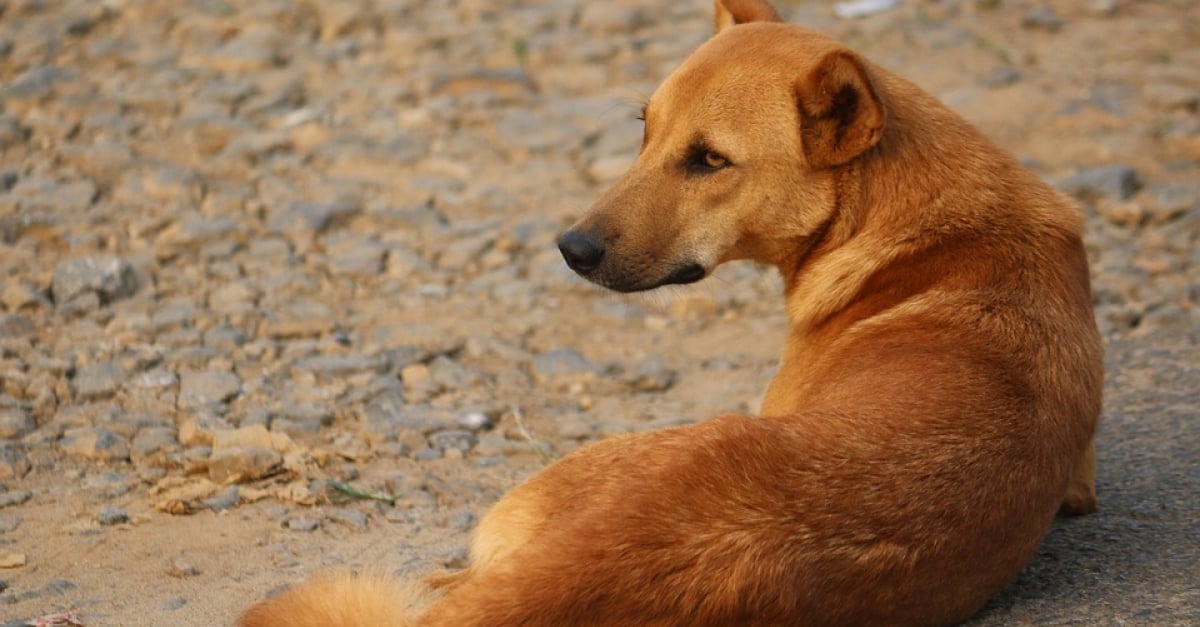 Maroc un enfant mordu au visage par des chiens errants