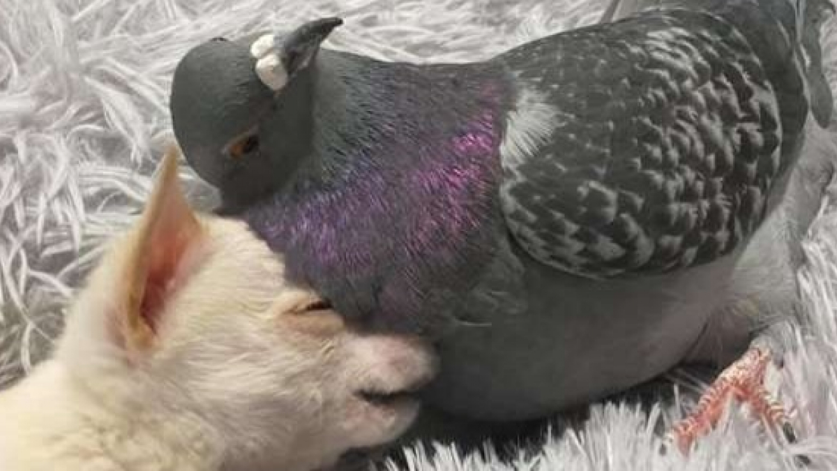 Illustration : "Un petit chien et un pigeon forment un duo d’amis aussi improbable qu’adorable"