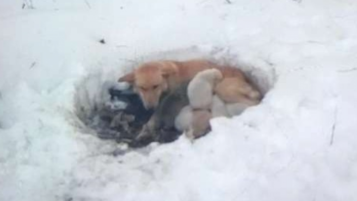Illustration : "Une chienne errante sauve ses chiots en creusant un trou dans la neige"