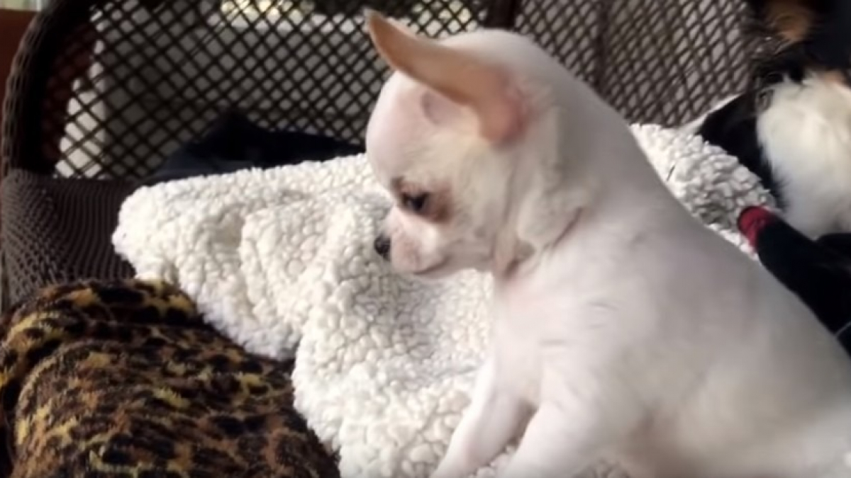 Illustration : "(Vidéo) Un Chihuahua s’en prend à 2 congénères qui occupent son (grand) espace de vie"
