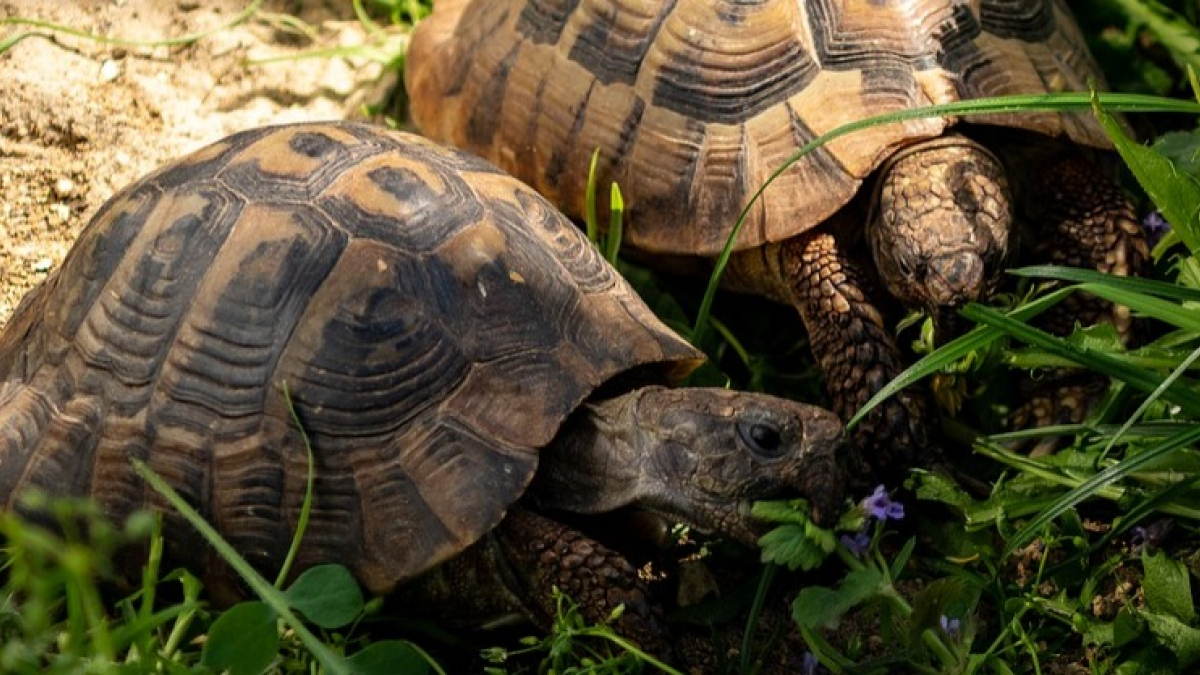 Illustration : "Dans le Var, les tortues commencent à sortir prématurément de leur hibernation"