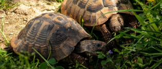 Illustration : "Dans le Var, les tortues commencent à sortir prématurément de leur hibernation"