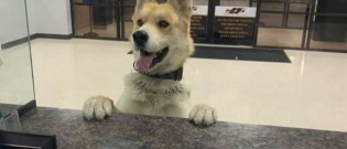 Illustration : "Un chien vient signaler sa disparition au commissariat avant de rentrer chez lui !"