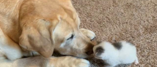 Illustration : "Un chaton de quelques jours devient la meilleure amie d’un vieux chien"