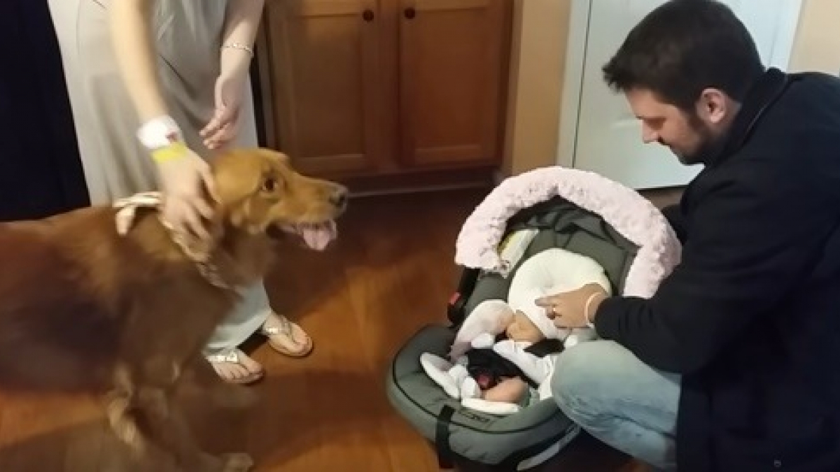 Illustration : "Après avoir rencontré sa petite sœur, Max est le chien le plus heureux au monde (vidéo)"