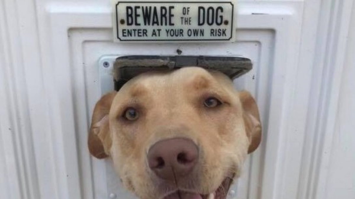 Illustration : "15 chiens qui n’ont de méchant que ce qui est inscrit sur le panneau de mise en garde"