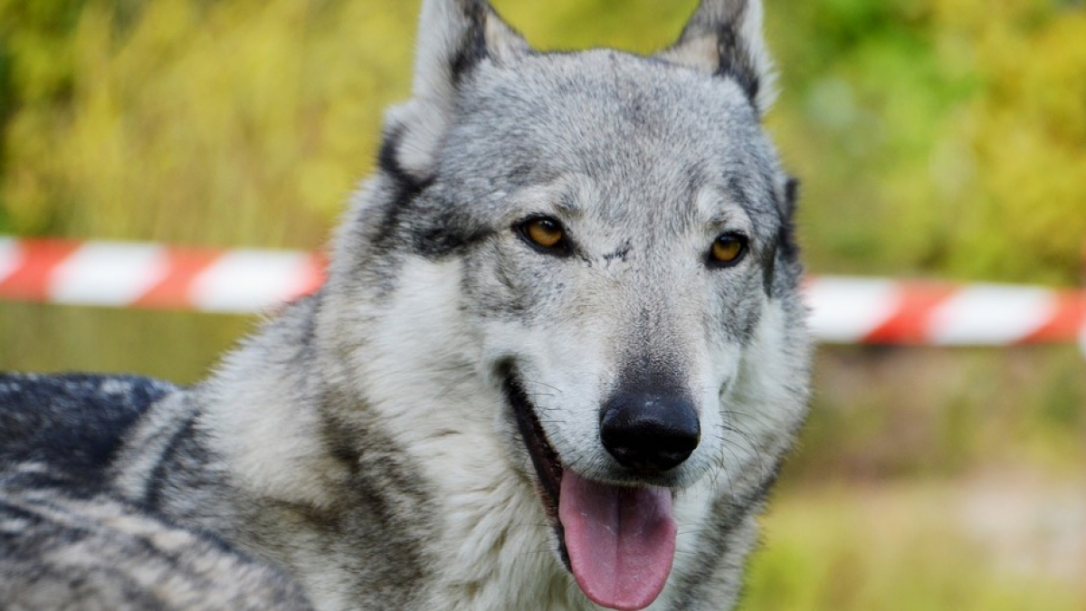 Illustration : "Un chien-loup tué par arme de chasse en Seine-Maritime, sa propriétaire lance une pétition"