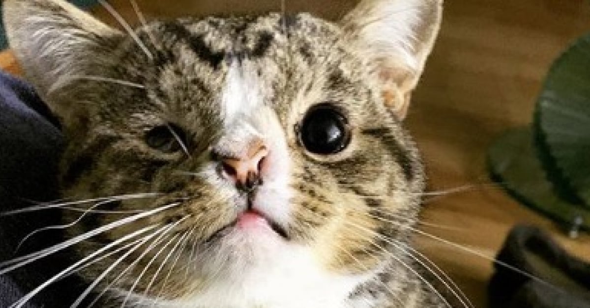 15 Chats Au Physique Hors Normes Et Qui Prouvent Que La Beaute Est Faite D Imperfections