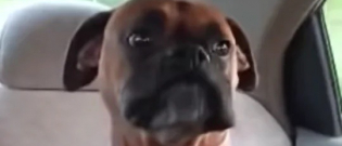 Illustration : "L’adorable réaction d’un chien fugueur sermonné par sa maîtresse (vidéo)"