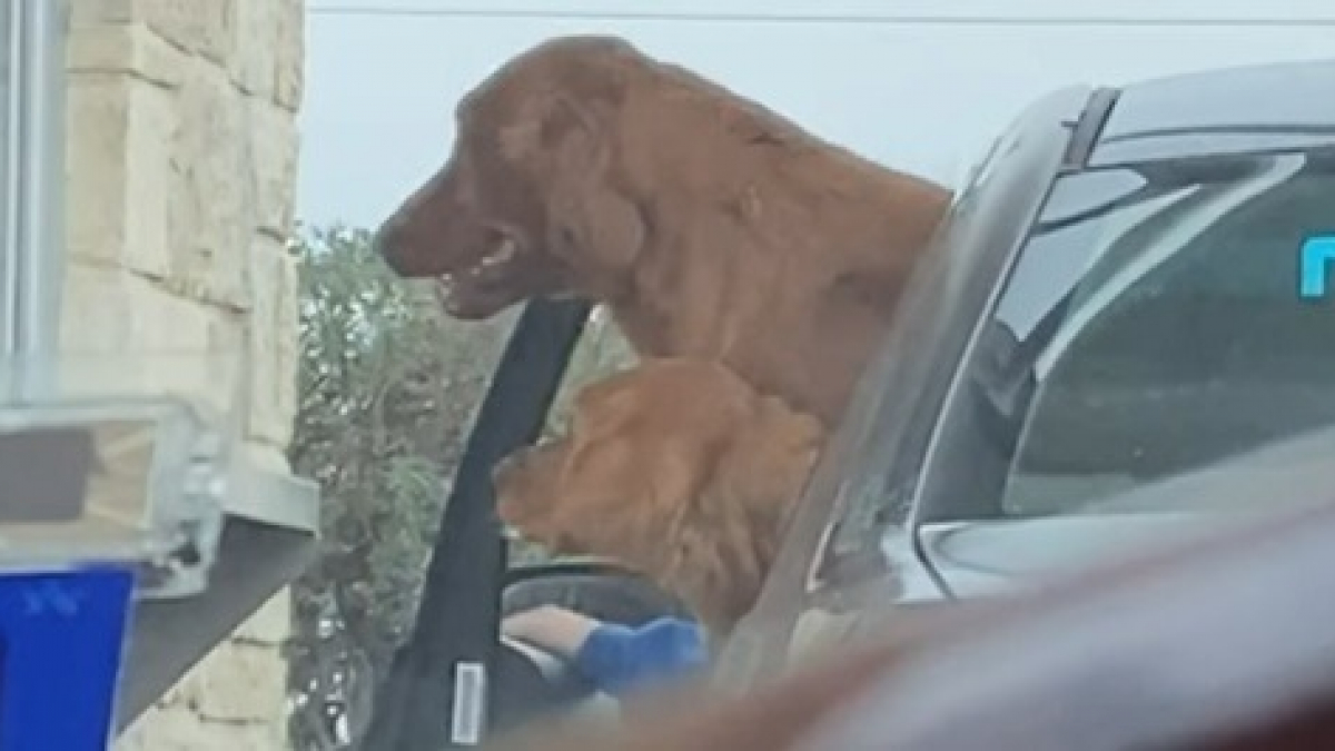 Illustration : "Ces chiens ont tellement faim qu'ils provoquent une émeute dans un restaurant !"