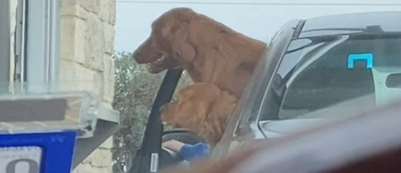 Illustration : "Ces chiens ont tellement faim qu'ils provoquent une émeute dans un restaurant !"