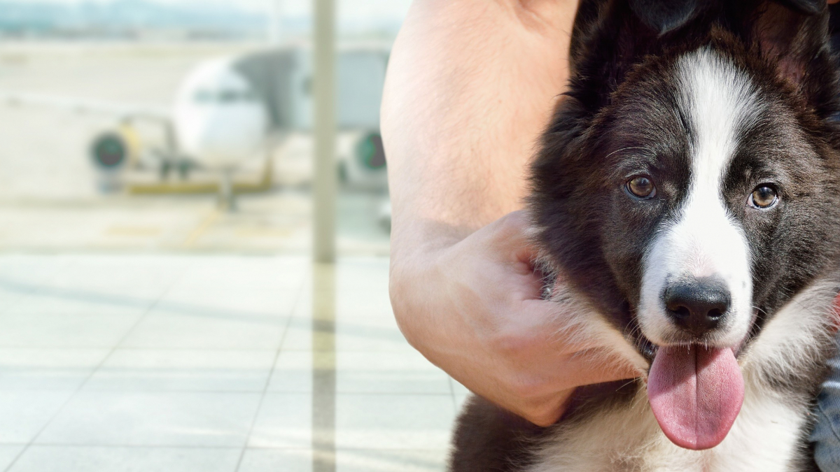 Illustration : "Air France refuse un chien de soutien émotionnel en cabine, sa propriétaire assigne la compagnie en justice"
